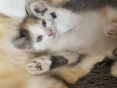 Puiuti pufosi gratis