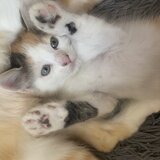 Puiutii pufosii gratis